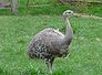 nandu